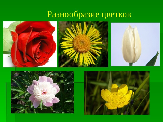 Разнообразие цветков 