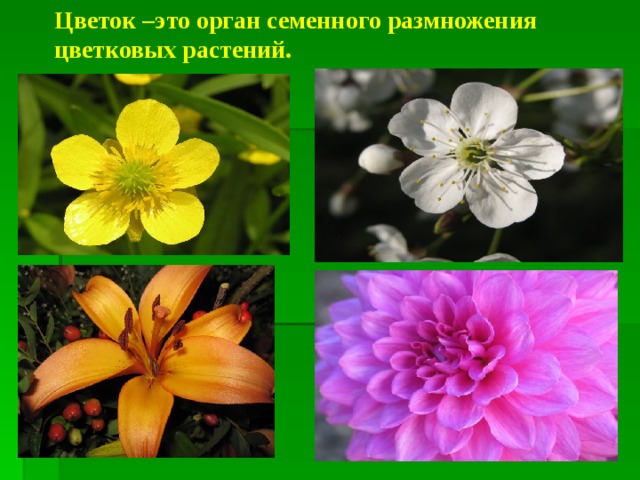 Цветок –это орган семенного размножения цветковых растений.  