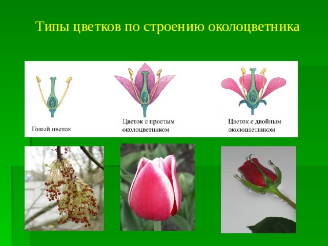 Типы цветков по строению околоцветника 