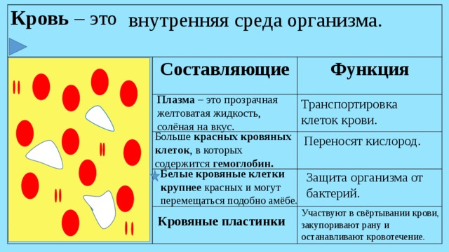 внутренняя среда организма. Кровь – это Составляющие Функция Плазма – это прозрачная желтоватая жидкость, солёная на вкус. Транспортировка клеток крови. Больше красных кровяных клеток , в которых содержится гемоглобин. Переносят кислород. Белые кровяные клетки крупнее красных и могут перемещаться подобно амёбе. Защита организма от бактерий. Участвуют в свёртывании крови, закупоривают рану и останавливают кровотечение. Кровяные пластинки 