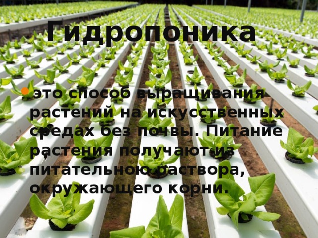 Гидропоника это способ выращивания растений на искусственных средах без почвы. Питание растения получают из питательною раствора, окружающего корни. 