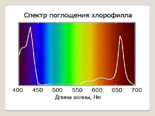 Хлорофилл поглощает