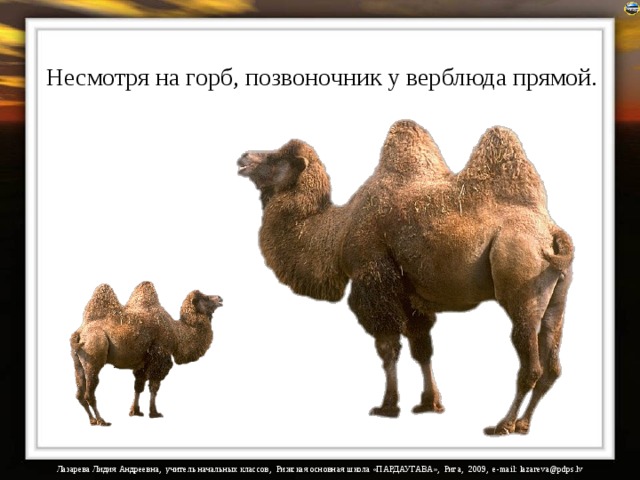 Что находится внутри горба верблюда Презентация "Интересные факты из жизни животных"