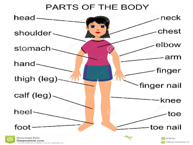 Body parts презентация