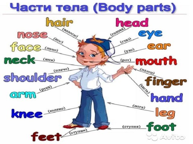 Презентация body parts