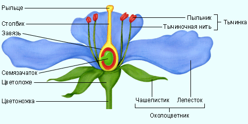 Верхний концевой двигатель растений