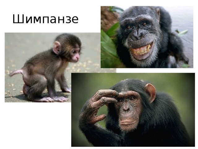 Шимпанзе 