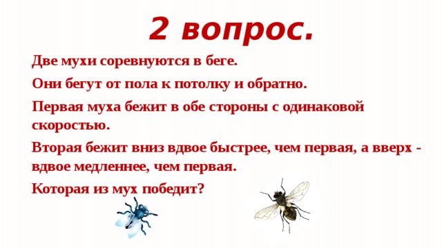 Две мухи. Две мухи соревнуются в беге. Муха в беге. Две мухи соревнуются в беге они бегут от пола. Две мухи соревнуются в беге они бегут от пола к потолку и обратно.