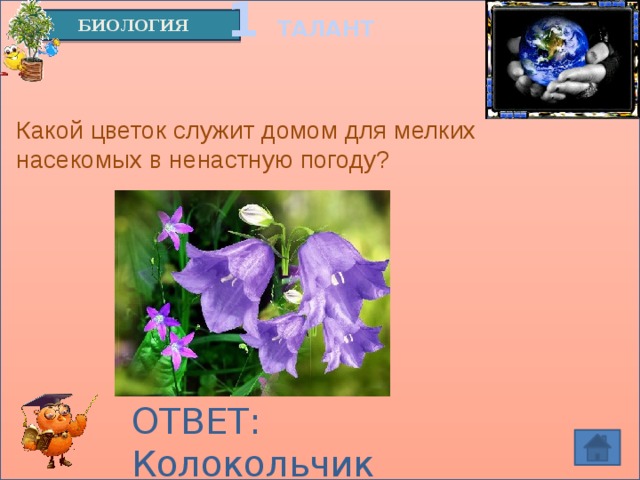 1 ТАЛАНТ БИОЛОГИЯ Какой цветок служит домом для мелких насекомых в ненастную погоду?  ОТВЕТ: Колокольчик