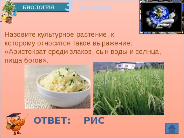3 ТАЛАНТА БИОЛОГИЯ Назовите культурное растение, к которому относится такое выражение: «Аристократ среди злаков, сын воды и солнца, пища богов». ОТВЕТ: РИС