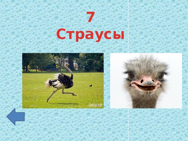 Проект страусы 7 класс