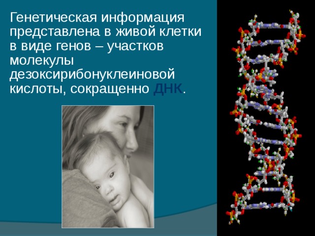 Генетическая информация представлена в живой клетки в виде генов – участков молекулы дезоксирибонуклеиновой кислоты, сокращенно ДНК .