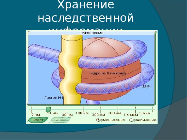 Хранение наследственной информации