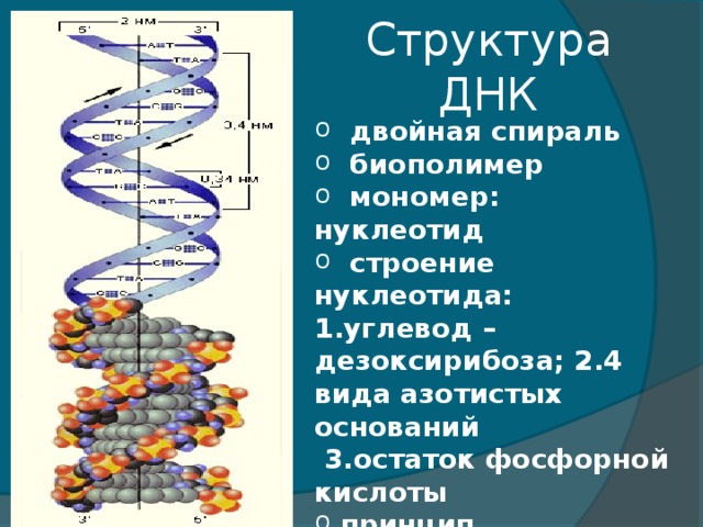 Структура ДНК