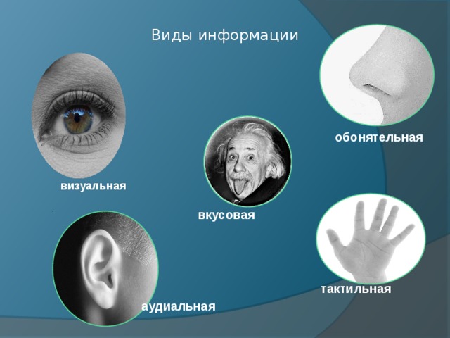 Виды информации обонятельная визуальная вкусовая В качестве цвета вспомогательных линий можно использовать цвет раздела. Примеры к пунктам можно выводить последовательно при помощи анимации. тактильная аудиальная
