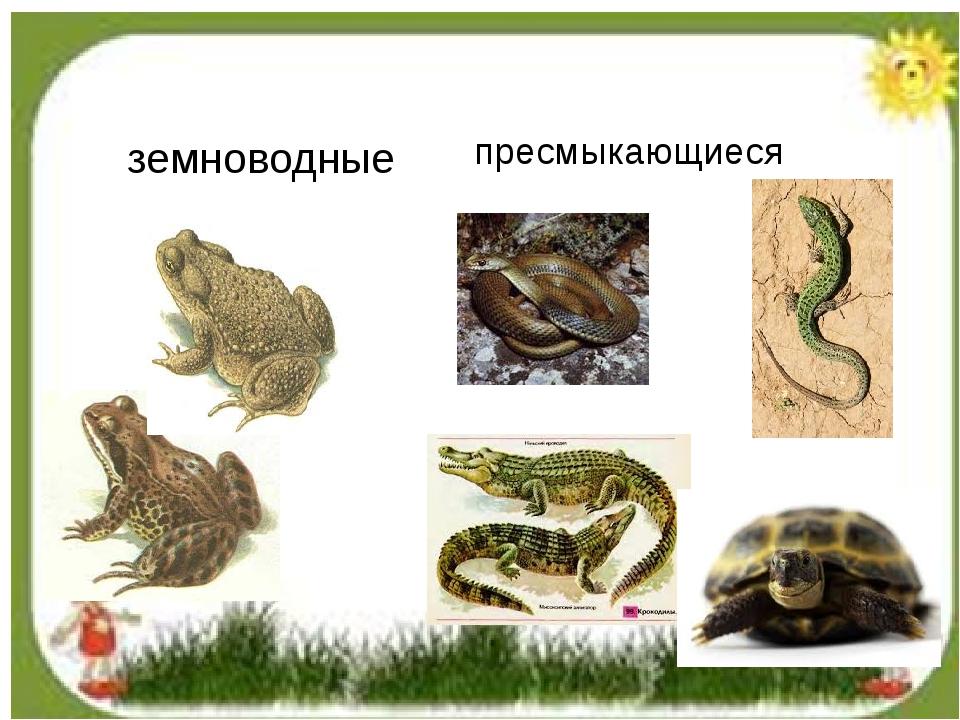 Земноводные и пресмыкающиеся. Рептилии и земноводные. Земноводные пресмыкающиес. Амфибии рептилии земноводные.