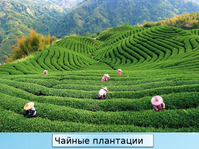 Чайные плантации 