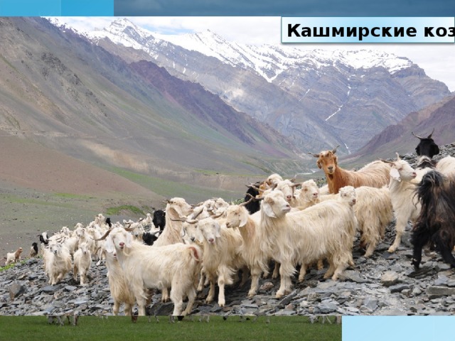 Кашмирские козы 
