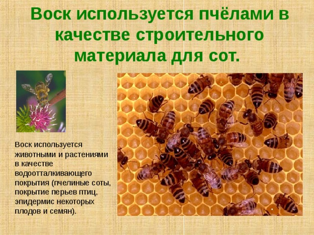 Воск используется пчёлами в качестве строительного материала для сот.   Воск используется животными и растениями в качестве водоотталкивающего покрытия (пчелиные соты, покрытие перьев птиц, эпидермис некоторых плодов и семян). 