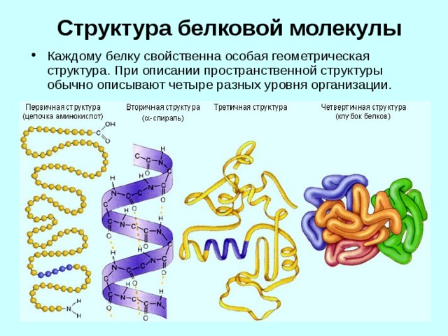 Структура белковой молекулы Каждому белку свойственна особая геометрическая структура. При описании пространственной структуры обычно описывают четыре разных уровня организации. 