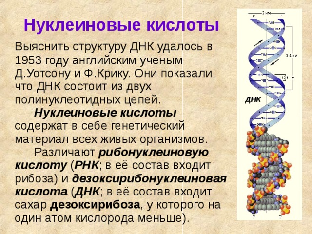 Нуклеиновые кислоты  Выяснить структуру ДНК удалось в 1953 году английским ученым Д.Уотсону и Ф.Крику. Они показали, что ДНК состоит из двух полинуклеотидных цепей.   Нуклеиновые кислоты содержат в себе генетический материал всех живых организмов.    Различают рибонуклеиновую кислоту ( РНК ; в её состав входит рибоза) и дезоксирибонуклеиновая кислота ( ДНК ; в её состав входит сахар дезоксирибоза , у которого на один атом кислорода меньше). ДНК 