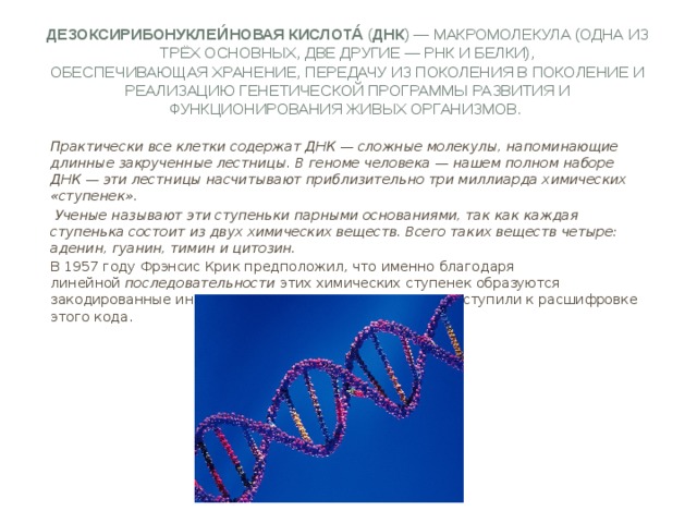 Дезоксирибонуклеи́новая кислота́  ( ДНК ) — макромолекула (одна из трёх основных, две другие — РНК и белки), обеспечивающая хранение, передачу из поколения в поколение и реализацию генетической программы развития и функционирования живых организмов.  Практически все клетки содержат ДНК — сложные молекулы, напоминающие длинные закрученные лестницы. В геноме человека — нашем полном наборе ДНК — эти лестницы насчитывают приблизительно три миллиарда химических «ступенек».  Ученые называют эти ступеньки парными основаниями, так как каждая ступенька состоит из двух химических веществ. Всего таких веществ четыре: аденин, гуанин, тимин и цитозин.  В 1957 году Фрэнсис Крик предположил, что именно благодаря линейной  последовательности  этих химических ступенек образуются закодированные инструкции. В 1960-х годах ученые приступили к расшифровке этого кода. 