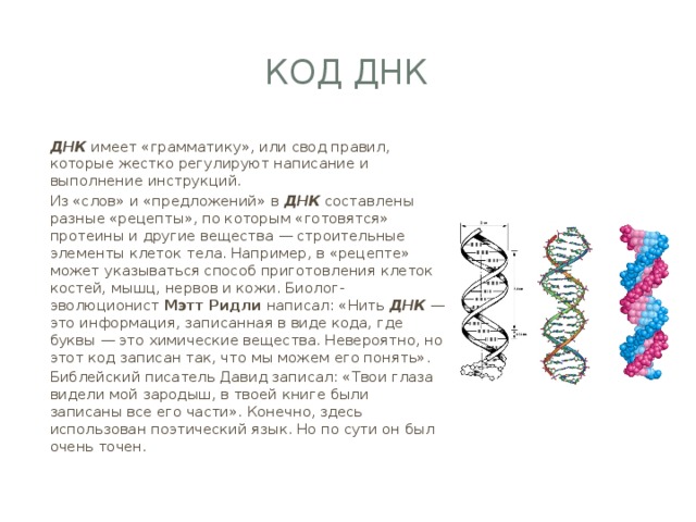КОД ДНК ДНК имеет «грамматику», или свод правил, которые жестко регулируют написание и выполнение инструкций. Из «слов» и «предложений» в ДНК составлены разные «рецепты», по которым «готовятся» протеины и другие вещества — строительные элементы клеток тела. Например, в «рецепте» может указываться способ приготовления клеток костей, мышц, нервов и кожи. Биолог-эволюционист Мэтт Ридли написал: «Нить ДНК  — это информация, записанная в виде кода, где буквы — это химические вещества. Невероятно, но этот код записан так, что мы можем его понять». Библейский писатель Давид записал: «Твои глаза видели мой зародыш, в твоей книге были записаны все его части». Конечно, здесь использован поэтический язык. Но по сути он был очень точен. 
