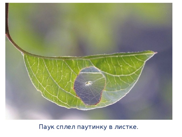 Паук сплел паутинку в листке. 