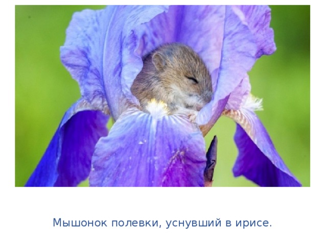 Мышонок полевки, уснувший в ирисе. 