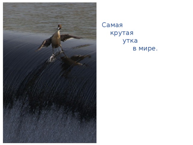 Самая  крутая  утка  в мире. 