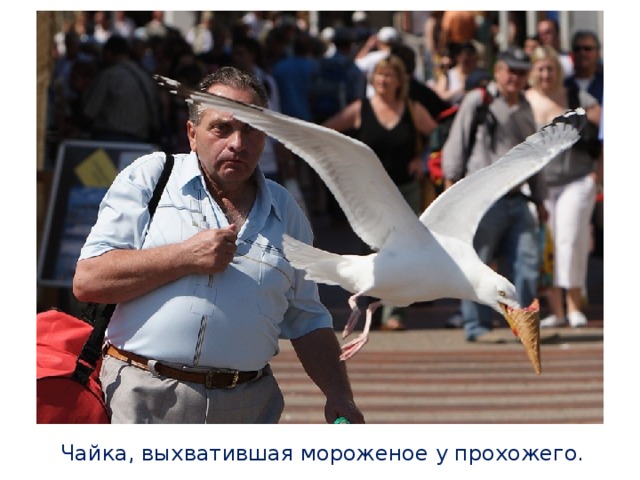 Чайка, выхватившая мороженое у прохожего. 