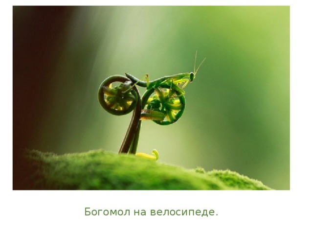 Богомол на велосипеде. 