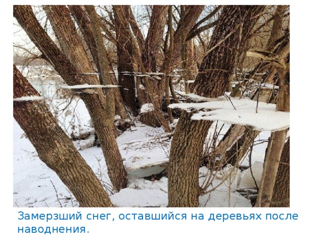 Замерзший снег, оставшийся на деревьях после наводнения. 