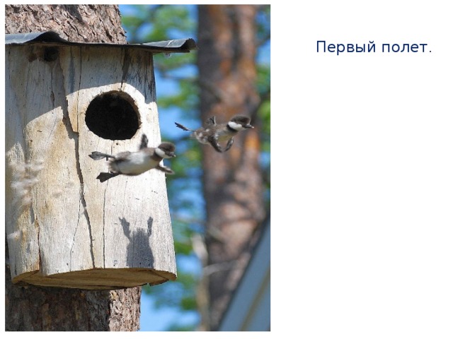 Первый полет . 