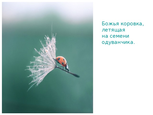 Божья коровка, летящая на семени одуванчика. 