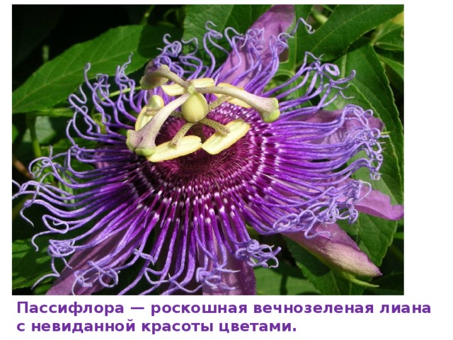 Пассифлора — роскошная вечнозеленая лиана с невиданной красоты цветами. 