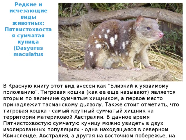 Редкие и исчезающие виды животных: Пятнистохвостая сумчатая куница (Dasyurus maculatus В Красную книгу этот вид внесен как 