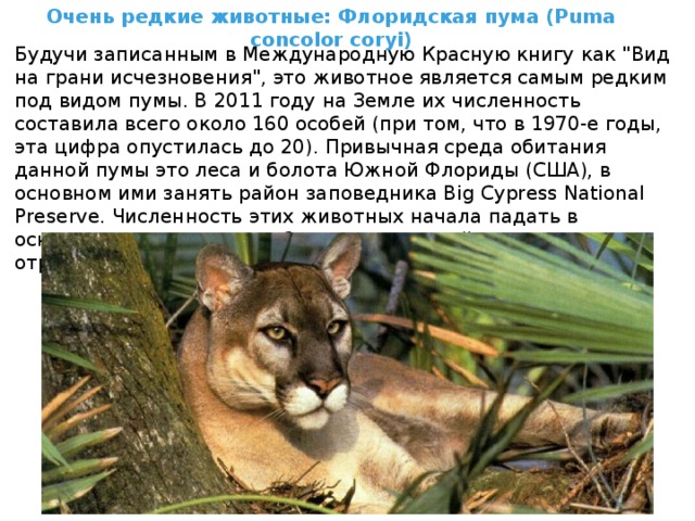 Очень редкие животные: Флоридская пума (Puma concolor coryi) Будучи записанным в Международную Красную книгу как 