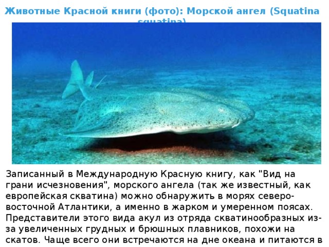 Животные Красной книги (фото): Морской ангел (Squatina squatina) Записанный в Международную Красную книгу, как 