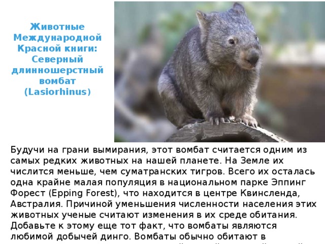 Животные Международной Красной книги: Северный длинношерстный вомбат (Lasiorhinus ) Будучи на грани вымирания, этот вомбат считается одним из самых редких животных на нашей планете. На Земле их числится меньше, чем суматранских тигров. Всего их осталась одна крайне малая популяция в национальном парке Эппинг Форест (Epping Forest), что находится в центре Квинсленда, Австралия. Причиной уменьшения численности населения этих животных ученые считают изменения в их среде обитания. Добавьте к этому еще тот факт, что вомбаты являются любимой добычей динго. Вомбаты обычно обитают в эвкалиптовых лесах, лугах с сочной травой и рыхлой почвой. 