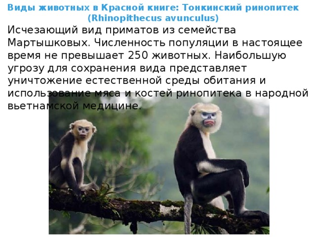 Виды животных в Красной книге: Тонкинский ринопитек (Rhinopithecus avunculus) Исчезающий вид приматов из семейства Мартышковых. Численность популяции в настоящее время не превышает 250 животных. Наибольшую угрозу для сохранения вида представляет уничтожение естественной среды обитания и использование мяса и костей ринопитека в народной вьетнамской медицине. 