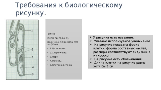 Требования к биологическому рисунку . Пример: клетка листа лилии. Увеличение микроскопа: 400 раз (400х). 1. Цитоплазма. 2. Хлоропласты. 3. Ядро. 4. Вакуоль. 5. Клеточная стенка. У рисунка есть название.  Указано используемое увеличение.  На рисунке показана форма клетки, форма составных частей, размеры соответствуют видимым в микроскоп.  На рисунке есть обозначения.  Длина клетки на рисунке равна хотя бы 3 см. 