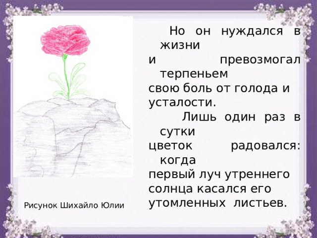  Но он нуждался в жизни и превозмогал терпеньем свою боль от голода и усталости.  Лишь один раз в сутки цветок радовался: когда первый луч утреннего солнца касался его утомленных листьев. 