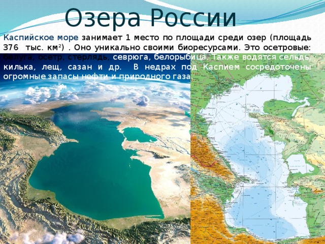 Озера России Каспийское море занимает 1 место по площади среди озер (площадь 376 тыс. км²) . Оно уникально своими биоресурсами. Это осетровые: белуга, осетр, стерлядь, севрюга, белорыбица. Также водятся сельдь, килька, лещ, сазан и др. В недрах под Каспием сосредоточены огромные запасы нефти и природного газа. 