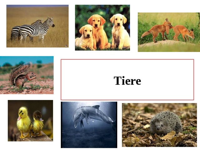 Tiere 