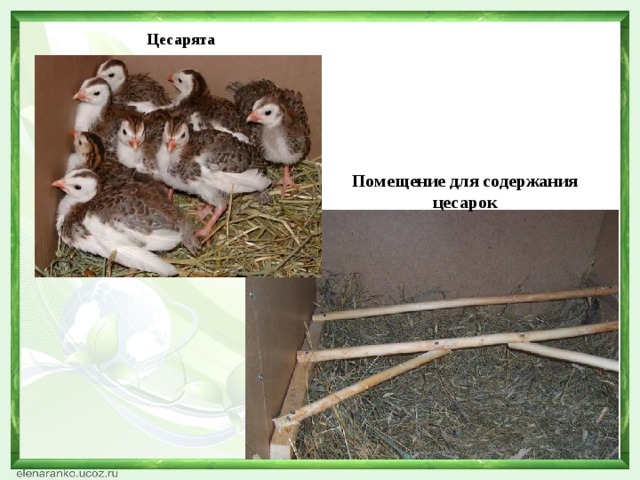 Цесарята Помещение для содержания цесарок 