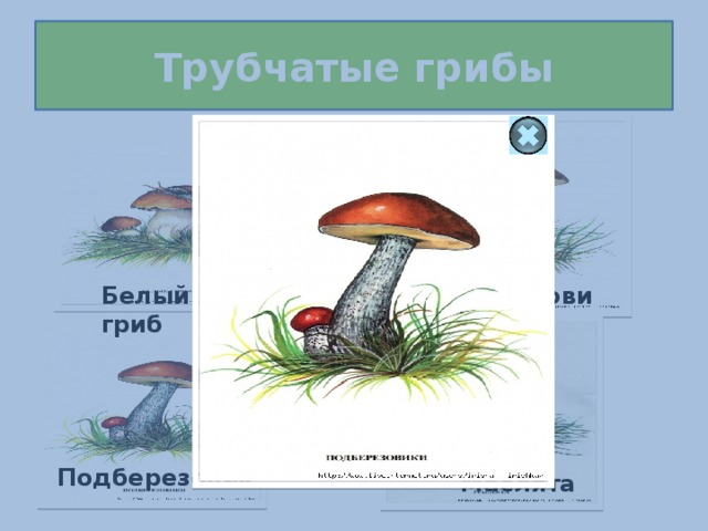 Трубчатые грибы Белый гриб Подосиновик Подберезовик Маслята 