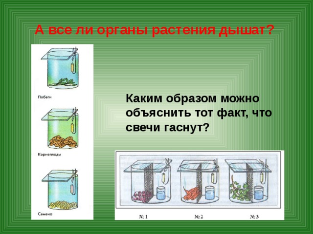 А все ли органы растения дышат? Каким образом можно объяснить тот факт, что свечи гаснут?