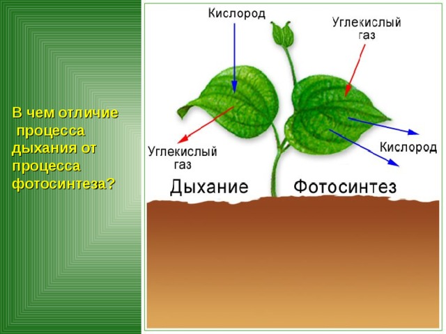 В чем отличие  процесса дыхания от процесса фотосинтеза?