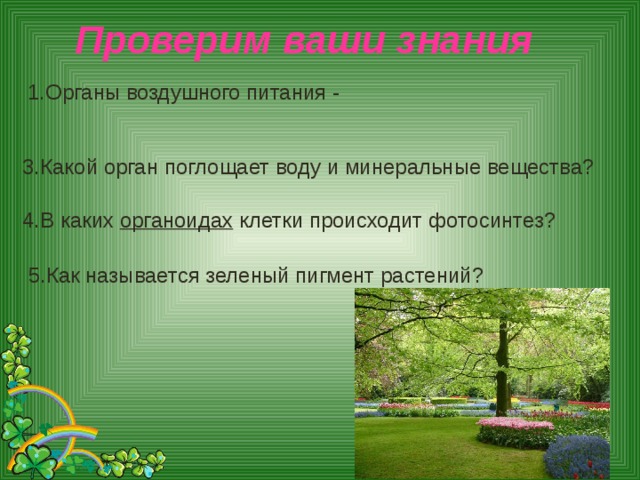 Проверим ваши знания 1.Органы воздушного питания - 3.Какой орган поглощает воду и минеральные вещества? 4.В каких органоидах клетки происходит фотосинтез? 5.Как называется зеленый пигмент растений?